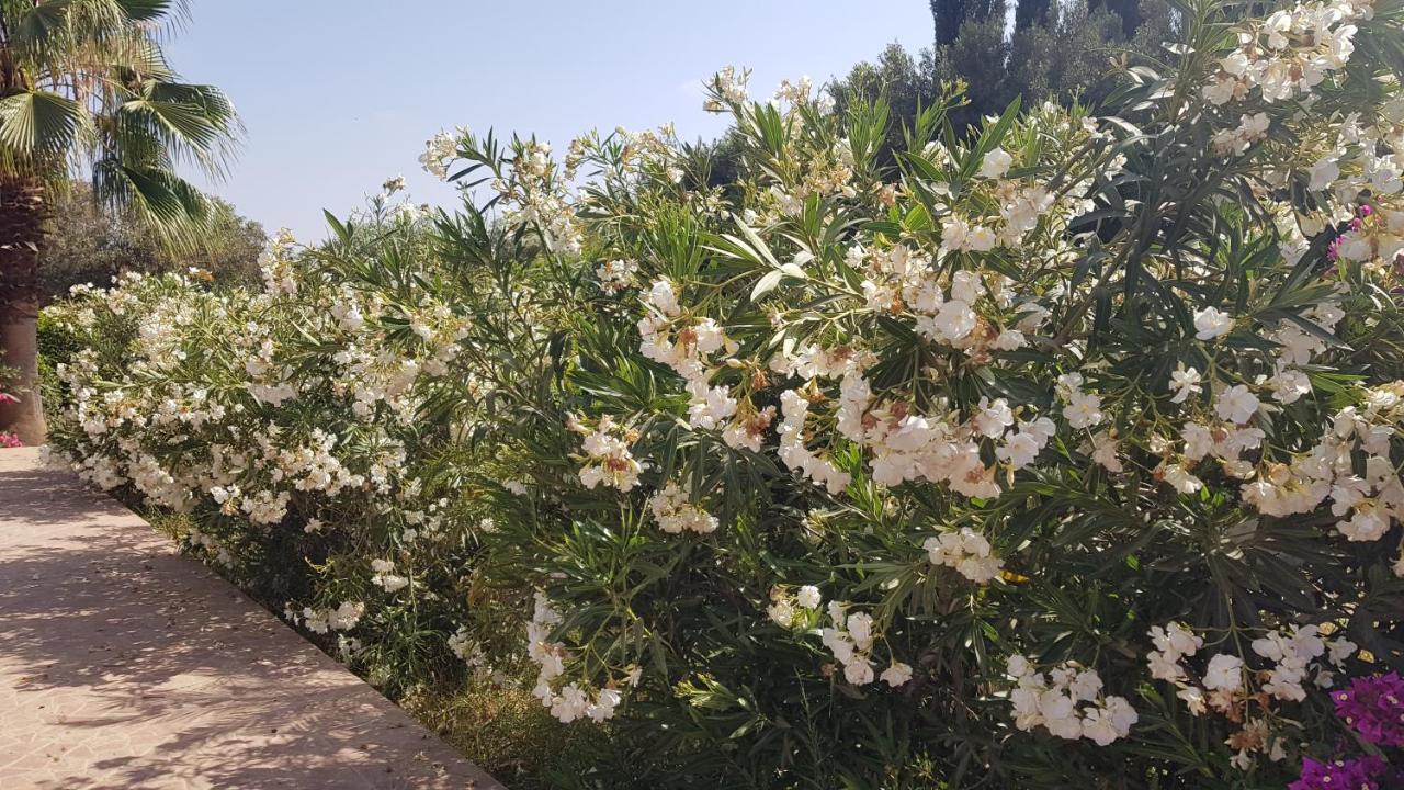 Riad-villa Le Jardin aux Etoiles Sidi Boumoussa Extérieur photo