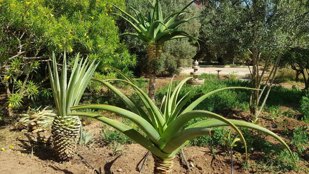 Riad-villa Le Jardin aux Etoiles Sidi Boumoussa Extérieur photo